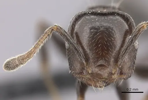 Crematogaster masokely specimen