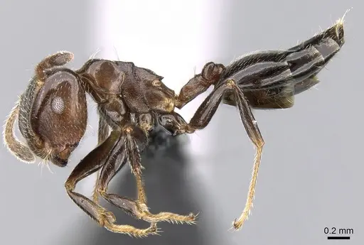Crematogaster masokely specimen