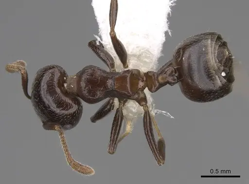 Crematogaster masokely - CASENT0922645