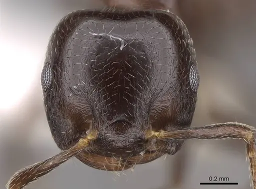 Crematogaster masokely - CASENT0922645