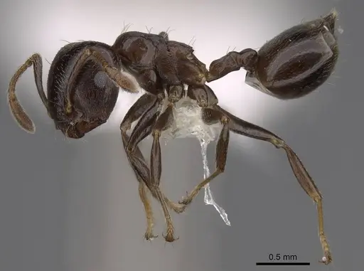 Crematogaster masokely - CASENT0922645