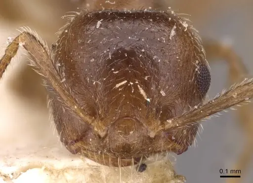 Crematogaster matsumurai specimen