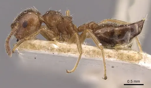 Crematogaster matsumurai specimen