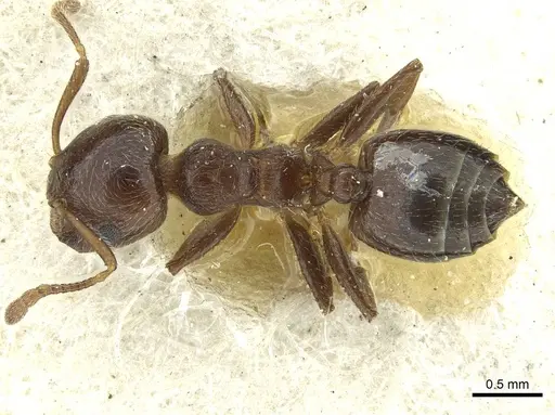 Crematogaster matsumurai - CASENT0912699