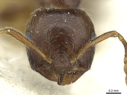 Crematogaster matsumurai - CASENT0912699