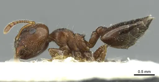 Crematogaster matsumurai - CASENT0912699