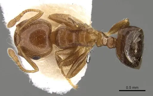 Crematogaster matsumurai - CASENT0914082
