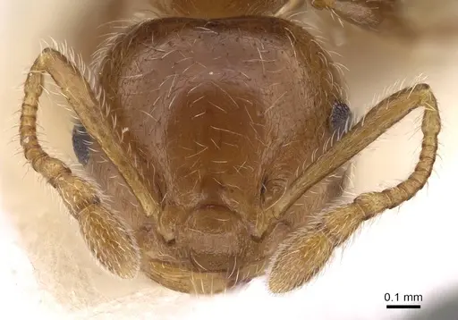 Crematogaster matsumurai - CASENT0914082