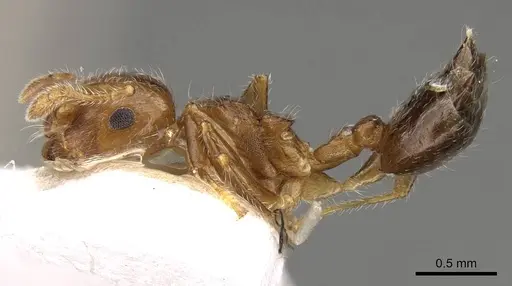 Crematogaster matsumurai - CASENT0914082