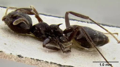 Crematogaster meijerei specimen