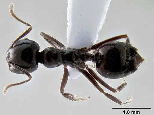Crematogaster meijerei - CASENT0193685
