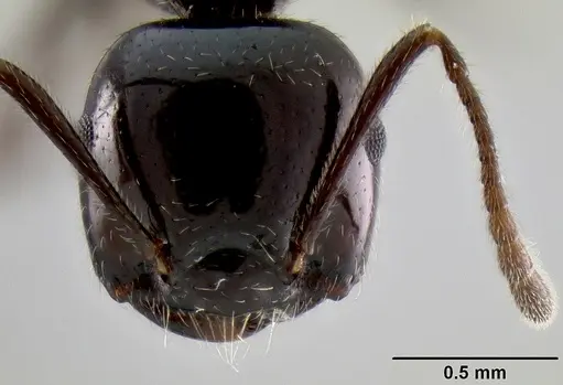 Crematogaster meijerei - CASENT0193685