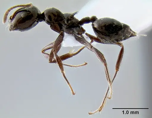 Crematogaster meijerei - CASENT0193685