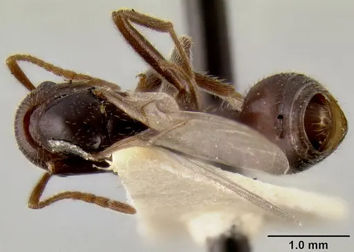 Crematogaster meijerei - CASENT0193793