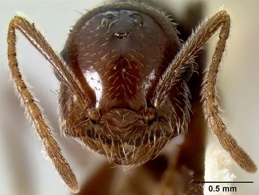 Crematogaster meijerei - CASENT0193793