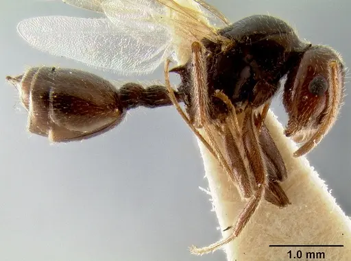 Crematogaster meijerei - CASENT0193793