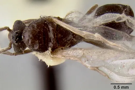 Crematogaster meijerei - CASENT0193794