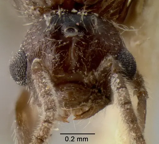 Crematogaster meijerei - CASENT0193794