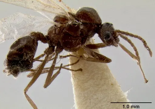 Crematogaster meijerei - CASENT0193794