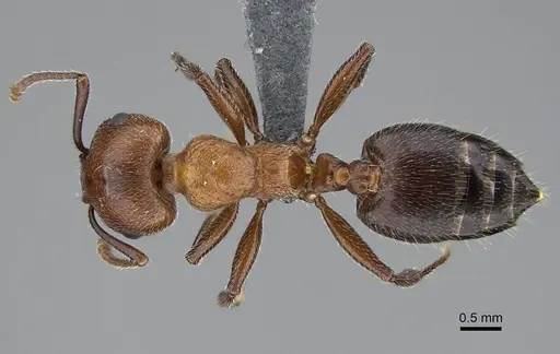 Crematogaster melanogaster specimen