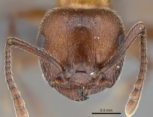Crematogaster melanogaster specimen