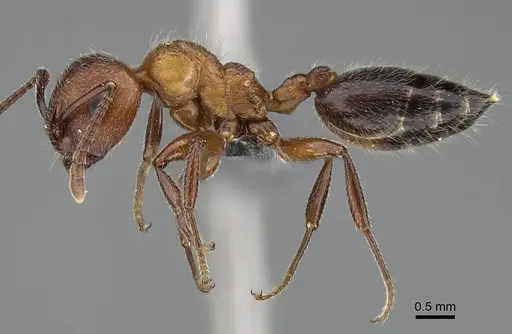 Crematogaster melanogaster specimen