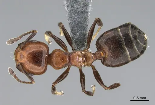 Crematogaster menilekii specimen
