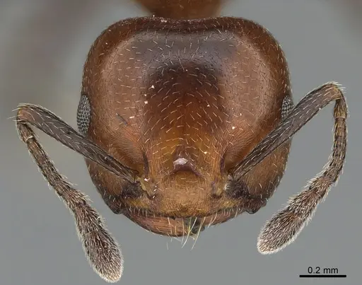 Crematogaster menilekii specimen