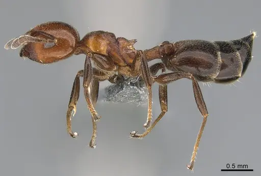 Crematogaster menilekii specimen
