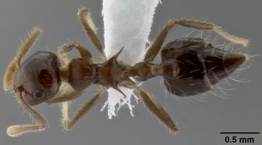 Crematogaster mesonotalis specimen