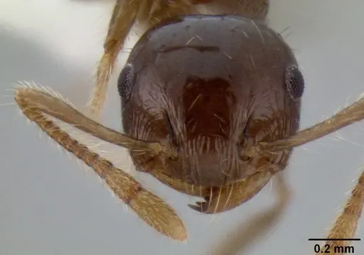 Crematogaster mesonotalis specimen