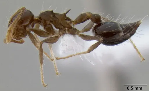 Crematogaster mesonotalis specimen