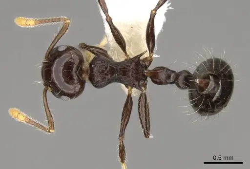 Crematogaster mesonotalis - CASENT0914540