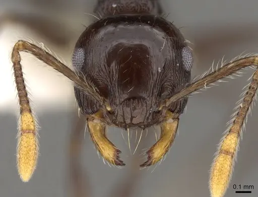 Crematogaster mesonotalis - CASENT0914540