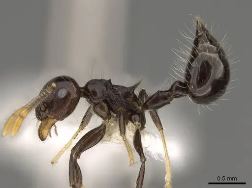 Crematogaster mesonotalis - CASENT0914540