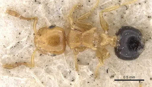 Crematogaster mimicans specimen