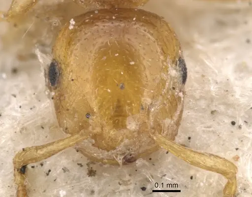 Crematogaster mimicans specimen