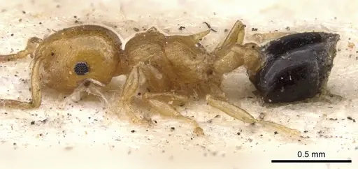 Crematogaster mimicans specimen
