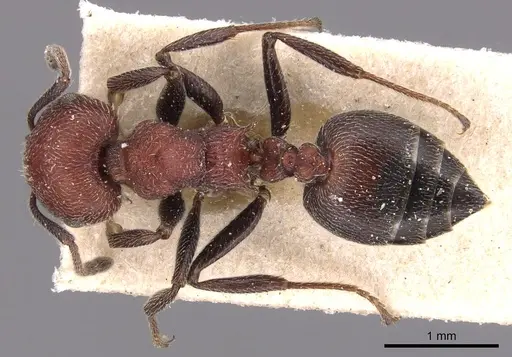 Crematogaster mimosae specimen
