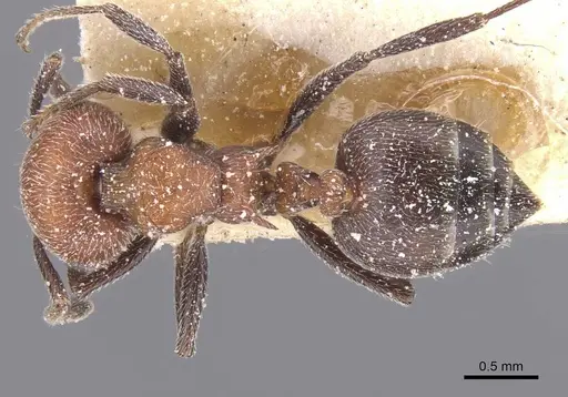 Crematogaster mimosae - CASENT0912704