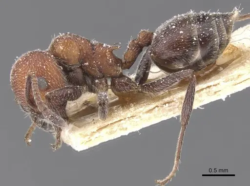 Crematogaster mimosae - CASENT0912704