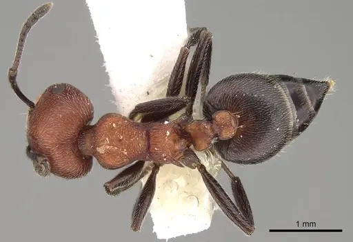 Crematogaster mimosae - CASENT0914297