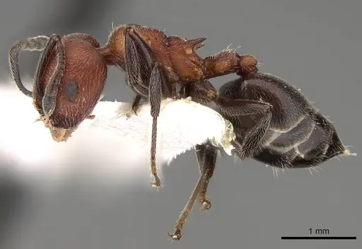 Crematogaster mimosae - CASENT0914297