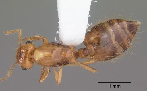 Crematogaster minutissima specimen