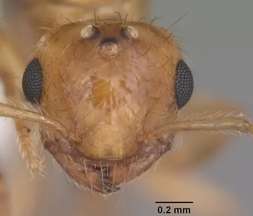 Crematogaster minutissima specimen