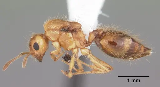 Crematogaster minutissima specimen