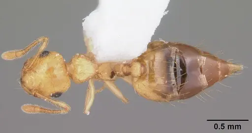 Crematogaster minutissima - CASENT0103789