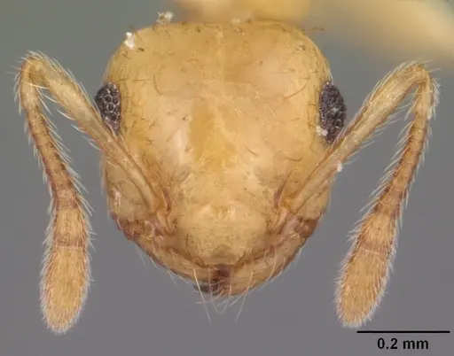 Crematogaster minutissima - CASENT0103789