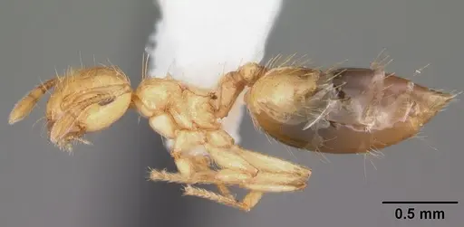 Crematogaster minutissima - CASENT0103789