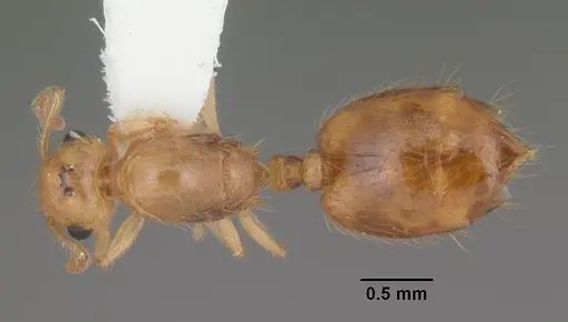 Crematogaster minutissima - CASENT0103791